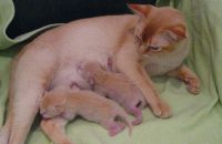 Poppy with a watchful eye on 
her babies - born 10 June, 2009